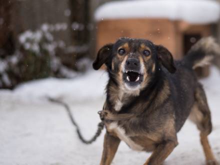 Temecula, CA Animal Injury Attorney